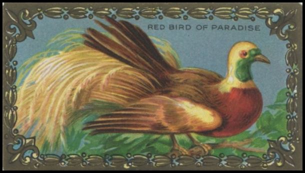 17 Red Bird of Paradise